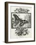 The Silkworm Moth of India-W.A. Cranston-Framed Art Print