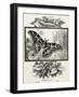 The Silkworm Moth of India-W.A. Cranston-Framed Art Print