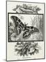 The Silkworm Moth of India-W.A. Cranston-Mounted Art Print