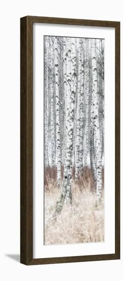 The Silver Forest - Detail-Mikael Svensson-Framed Giclee Print