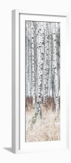 The Silver Forest - Detail-Mikael Svensson-Framed Giclee Print