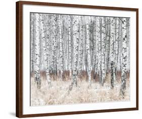 The Silver Forest-Mikael Svensson-Framed Giclee Print