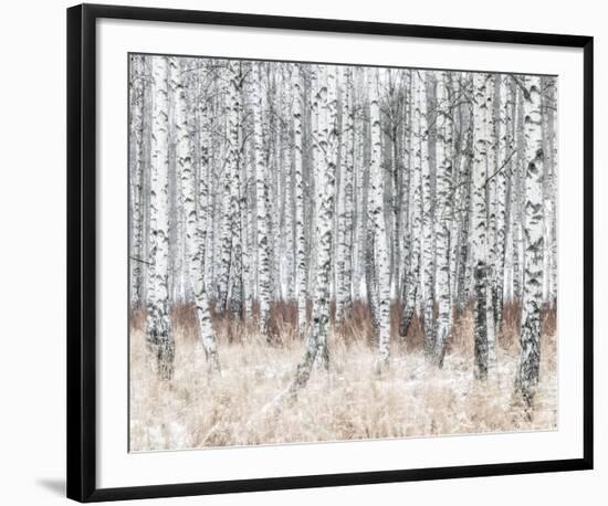 The Silver Forest-Mikael Svensson-Framed Giclee Print