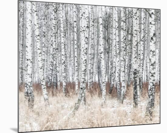 The Silver Forest-Mikael Svensson-Mounted Giclee Print