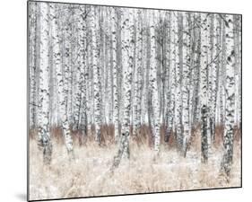 The Silver Forest-Mikael Svensson-Mounted Giclee Print