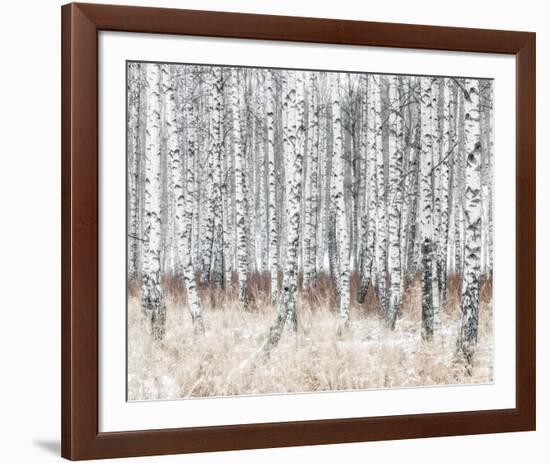 The Silver Forest-Mikael Svensson-Framed Giclee Print