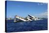 The Sinking of Uss Kittiwake, Grand Cayman-Stocktrek Images-Stretched Canvas