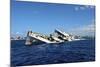 The Sinking of Uss Kittiwake, Grand Cayman-Stocktrek Images-Mounted Photographic Print