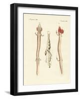 The Sinuous Proteus-null-Framed Giclee Print