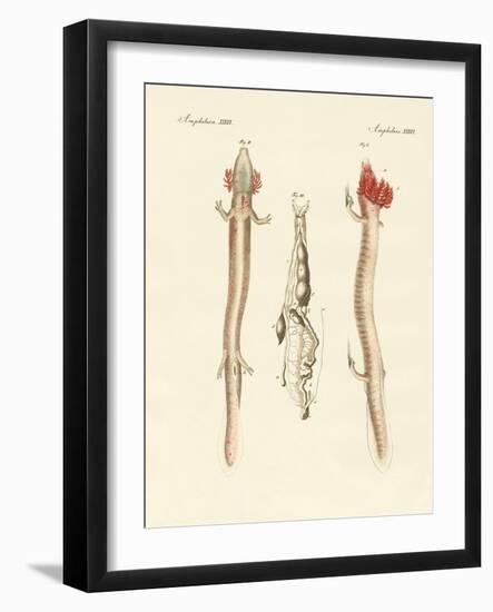 The Sinuous Proteus-null-Framed Giclee Print