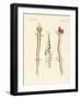 The Sinuous Proteus-null-Framed Giclee Print