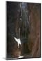 Wood Mount