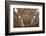 The Sistine Chapel by Michelangelo in the Vatican Museums, Rome, Lazio, Italy, Europe-Carlo-Framed Photographic Print