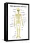 The Skeletal System Anatomical Chart Scientific Poster Print-null-Framed Stretched Canvas