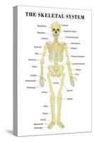 The Skeletal System Anatomical Chart Scientific Poster Print-null-Stretched Canvas