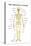 The Skeletal System Anatomical Chart Scientific Poster Print-null-Stretched Canvas