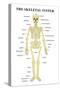 The Skeletal System Anatomical Chart Scientific Poster Print-null-Stretched Canvas