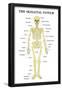 The Skeletal System Anatomical Chart Scientific Poster Print-null-Framed Poster