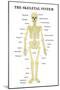 The Skeletal System Anatomical Chart Scientific Poster Print-null-Mounted Poster