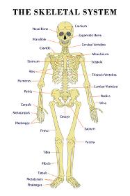 'The Skeletal System Anatomical Chart Scientific' Prints | AllPosters.com
