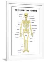 The Skeletal System Anatomical Chart Scientific-null-Framed Art Print