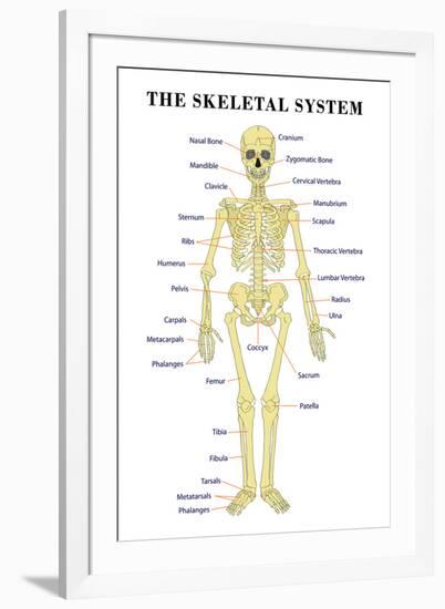 The Skeletal System Anatomical Chart Scientific-null-Framed Art Print