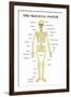 The Skeletal System Anatomical Chart Scientific-null-Framed Art Print