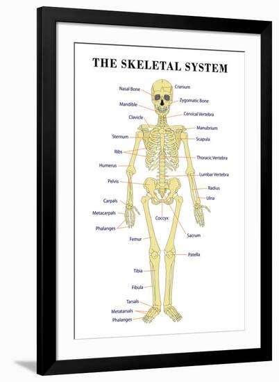 The Skeletal System Anatomical Chart Scientific-null-Framed Art Print