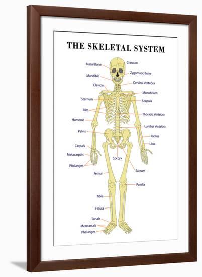 The Skeletal System Anatomical Chart Scientific-null-Framed Art Print