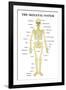 The Skeletal System Anatomical Chart Scientific-null-Framed Art Print