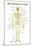 The Skeletal System Anatomical Chart Scientific-null-Mounted Art Print