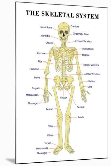 The Skeletal System Anatomical Chart Scientific-null-Mounted Art Print