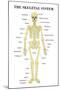 The Skeletal System Anatomical Chart Scientific-null-Mounted Art Print