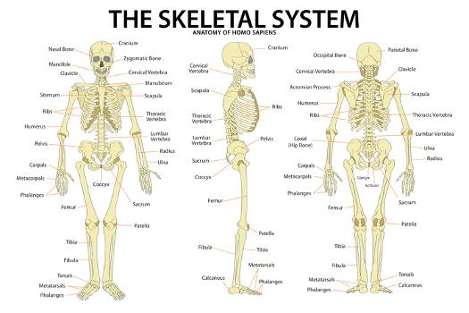 Skeletal Rajib Anatomy And Physiology Skeletal System