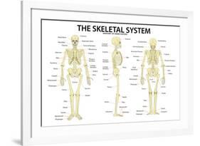 The Skeletal System Anatomy and Physiology Science Chart-null-Framed Art Print