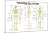 The Skeletal System Anatomy and Physiology Science Chart-null-Mounted Art Print