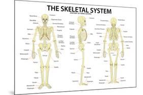 The Skeletal System Anatomy and Physiology Science Chart-null-Mounted Art Print