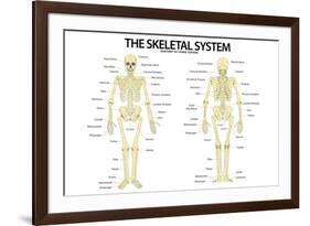 The Skeletal System Anterior andior View Anatomical Chart Scientific-null-Framed Art Print