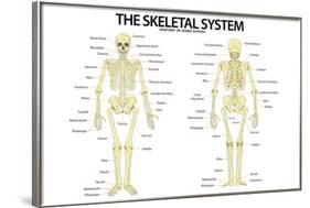 The Skeletal System Anterior andior View Anatomical Chart Scientific-null-Framed Art Print