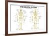 The Skeletal System Anterior andior View Anatomical Chart Scientific-null-Framed Art Print