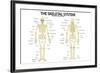 The Skeletal System Anterior andior View Anatomical Chart Scientific-null-Framed Art Print