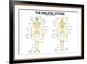 The Skeletal System Anterior andior View Anatomical Chart Scientific-null-Framed Art Print