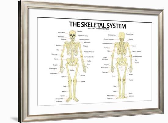 The Skeletal System Anterior andior View Anatomical Chart Scientific-null-Framed Art Print