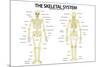 The Skeletal System Anterior andior View Anatomical Chart Scientific-null-Mounted Art Print