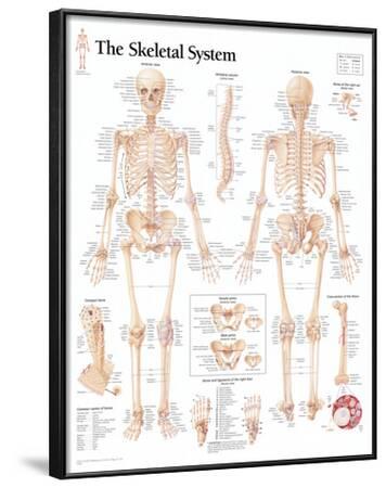 'The Skeletal System Chart Poster' Prints | AllPosters.com