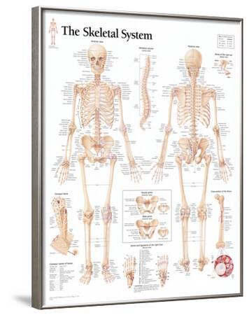 'The Skeletal System Chart Poster' Prints | AllPosters.com