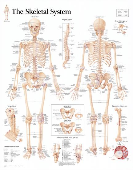 The Skeletal System Chart Poster-null-Framed Poster