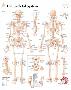 The Skeletal System Chart Poster-null-Framed Poster