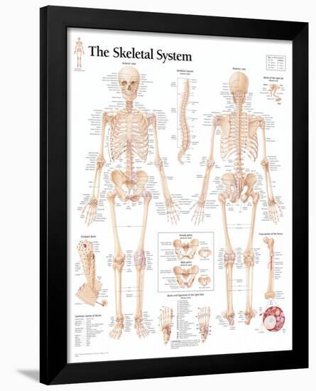 The Skeletal System Chart Poster-null-Framed Poster