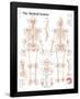 The Skeletal System Chart Poster-null-Framed Poster